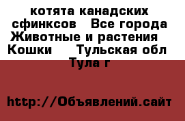 котята канадских сфинксов - Все города Животные и растения » Кошки   . Тульская обл.,Тула г.